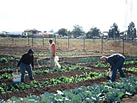 Voluntary work